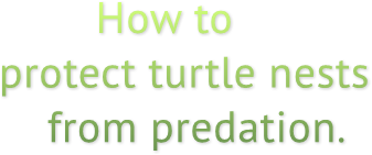 How to
protect turtle nests
from predation. How to
protect turtle nests
from predation.